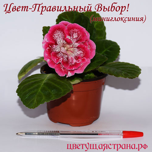 cvet-pravil_nyj-vybor__1.jpg