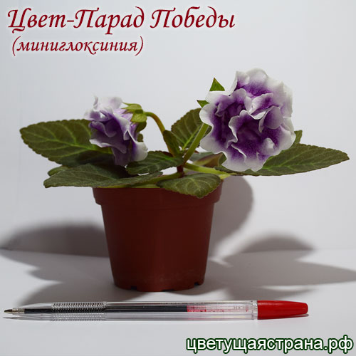 cvet-parad-pobedy-_6s-pod_.jpg