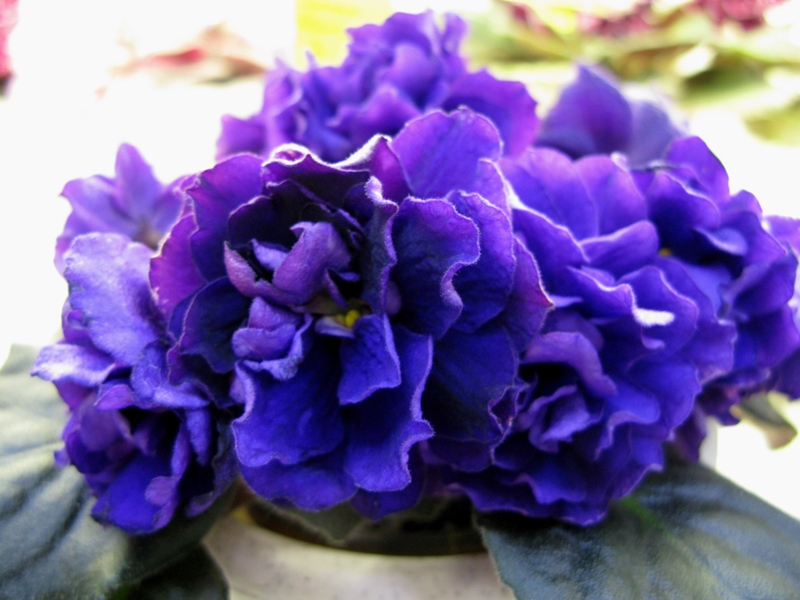 Плессер ЕК-Чёрная Жемчужина.JPG