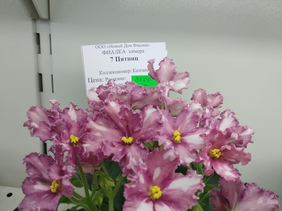 3ACCE343-0C51-48DE-AC9A-5056E4258662.jpeg
