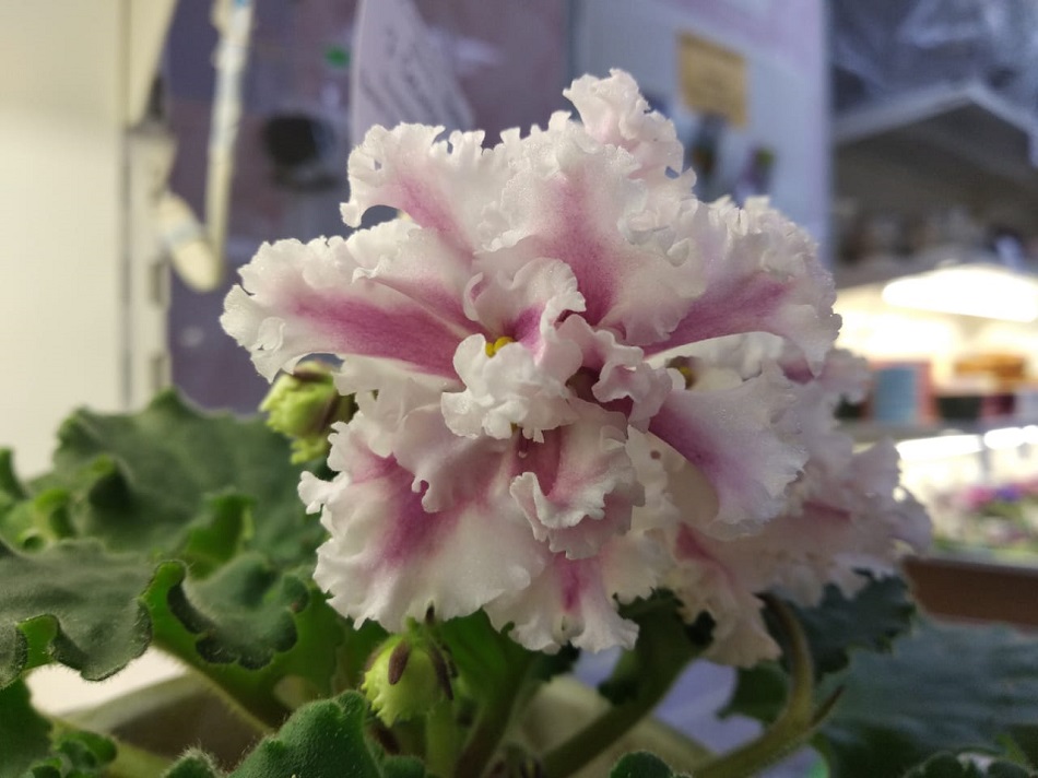 985861B3-FDBA-4359-B47F-D57B17420B85.jpeg