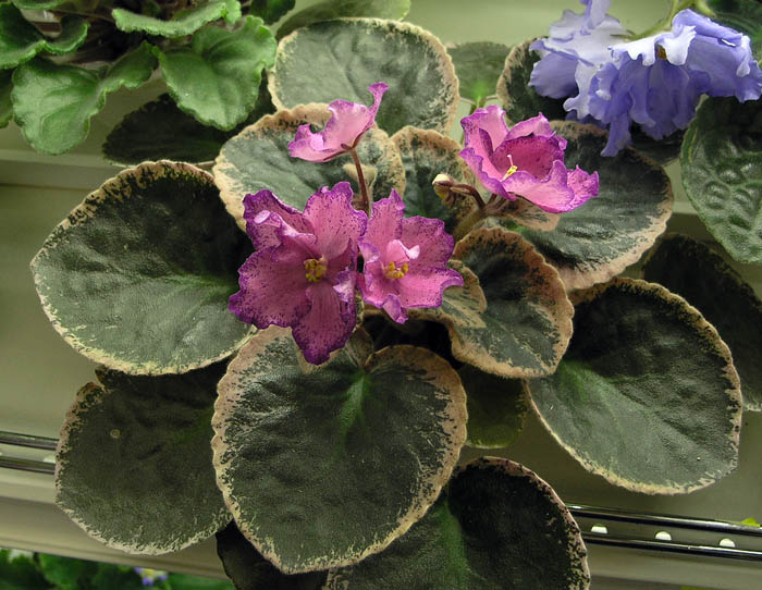 Buckeye Camouflage