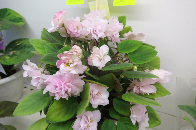 Данилина Pink Mint.JPG