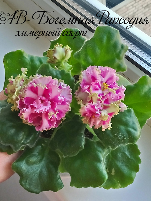 ШР-Талисман Любви (Р.Шилько) 3.jpg