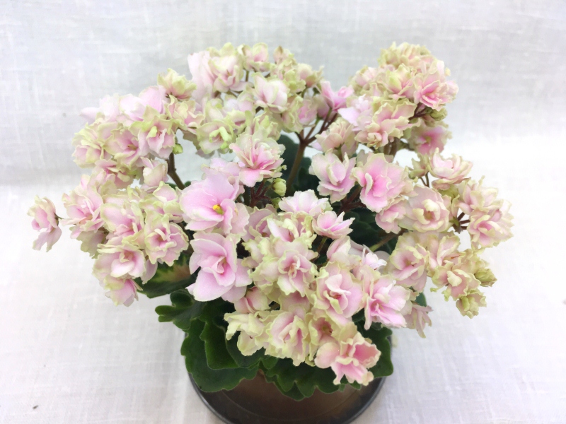 Petite Blarney (H. Pittman)
