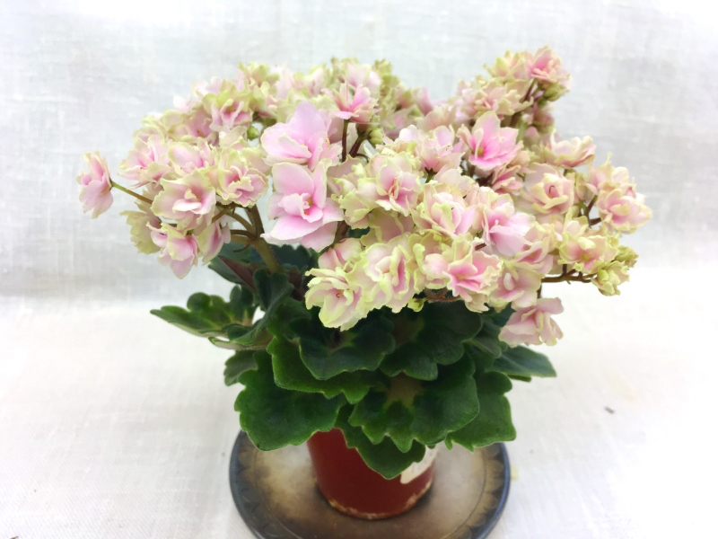 Petite Blarney (H. Pittman)