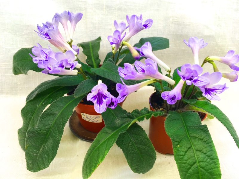 Bristol's Blue Bonnet (R. Robinson)