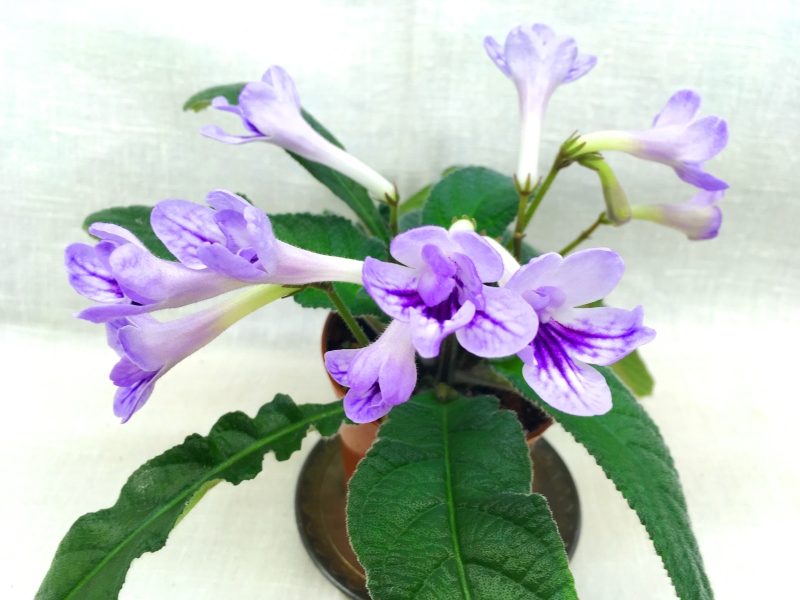 Bristol's Blue Bonnet (R. Robinson)