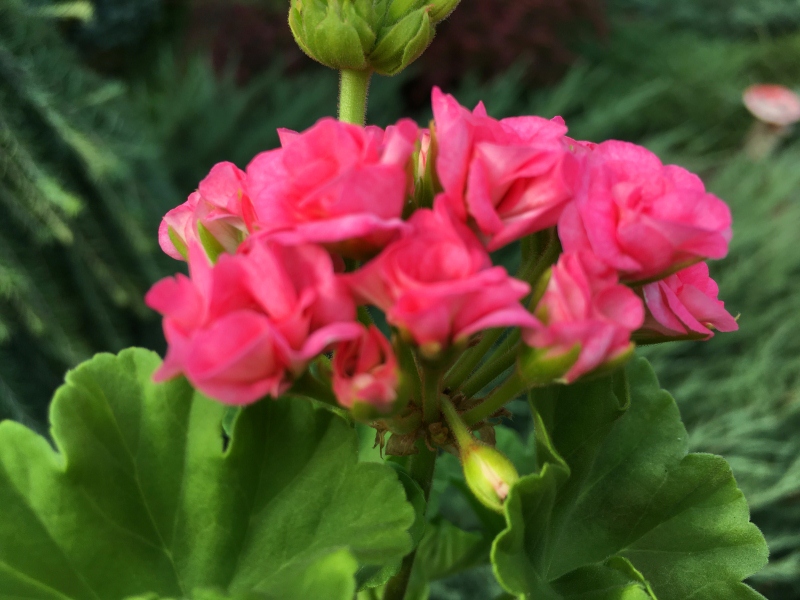 Grainger’s Antique Rose.