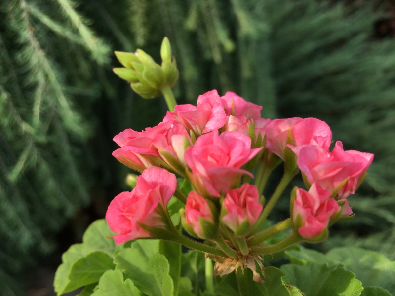 Grainger’s Antique Rose.