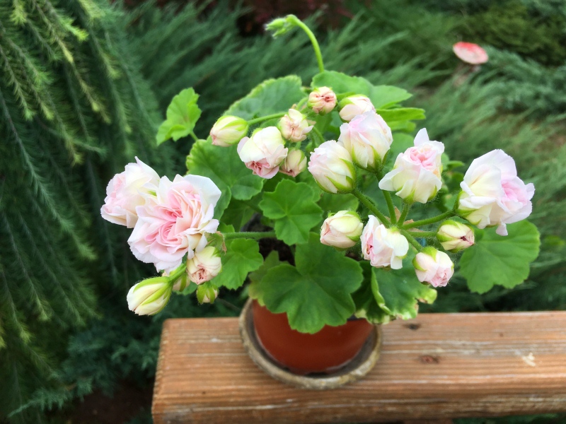 Millfield   rose/ Rosebud Gem