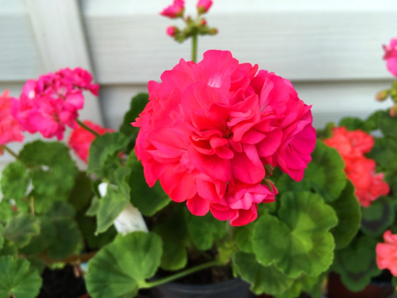 Bold Rose