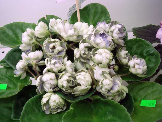 Reflektions-of-Spring.jpg