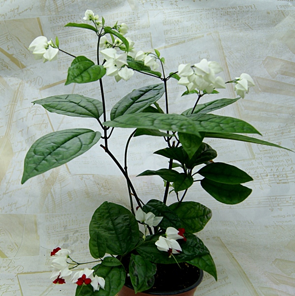 Clerodendrum thomsoniae.JPG
