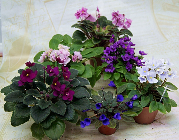 Полянка из мини.JPG