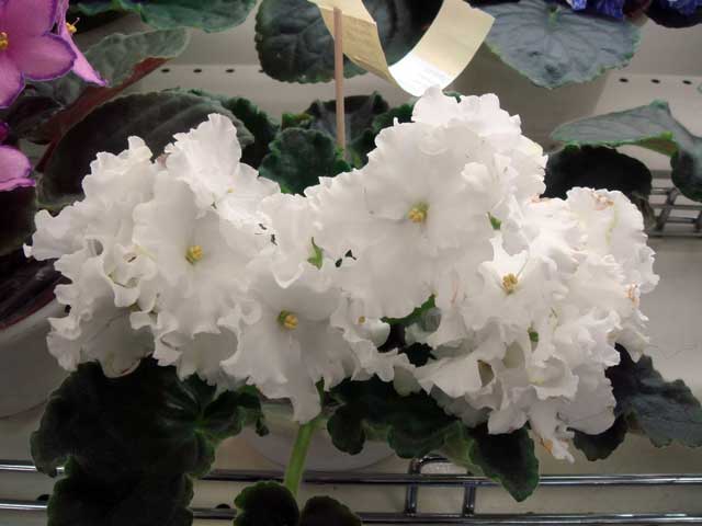 ness.jpg