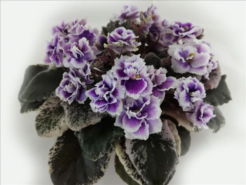 Mac’s Jubilant Jamboree (G.McDonald)