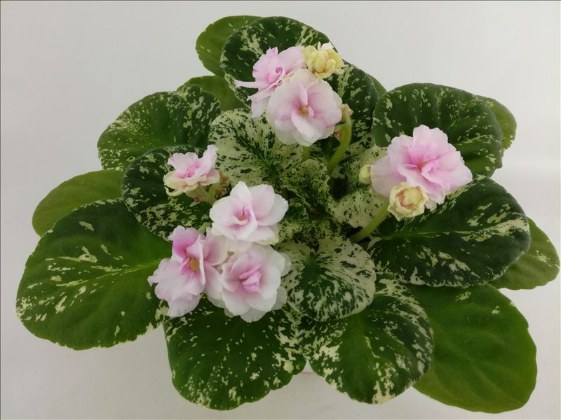 Watermelon Snow (P. Addison)