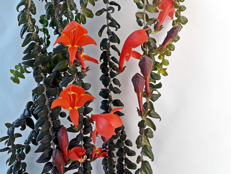 C.Dragon Fire 258-crop.jpg