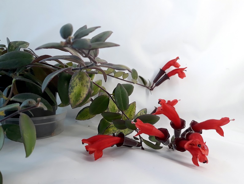 aes. Lobianus variegata 706-crop.jpg