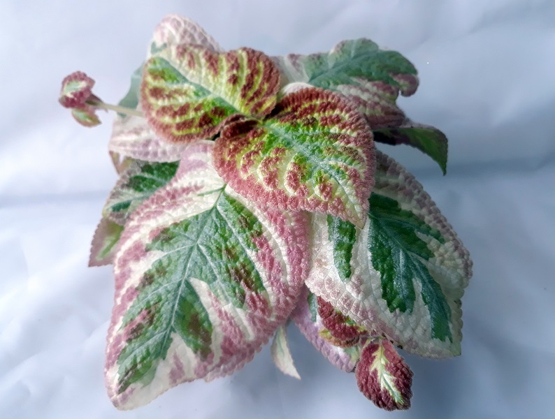 20191007_210656-crop.jpg