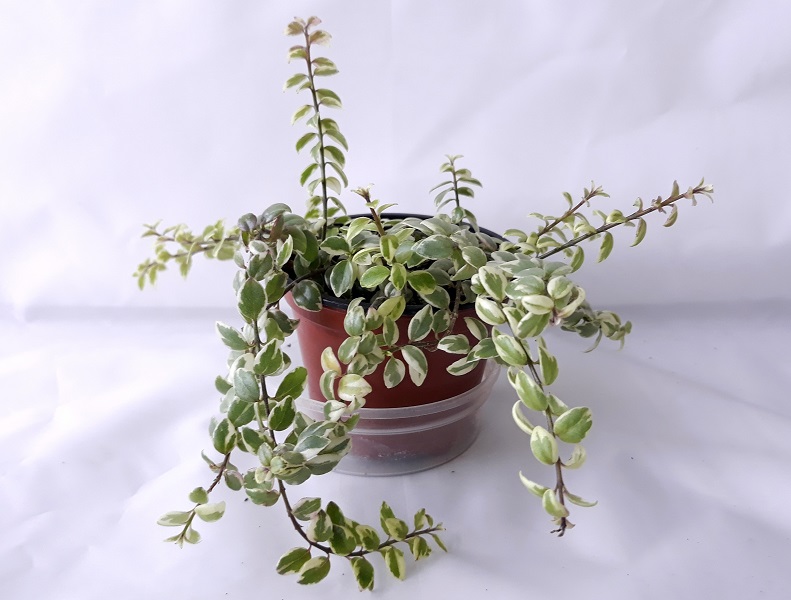 C. allenii morton variegata 455-crop.jpg