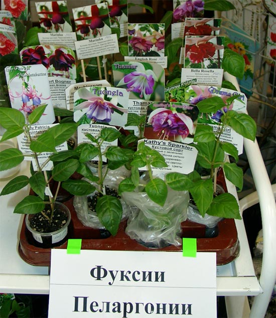 Безимени-1.jpg
