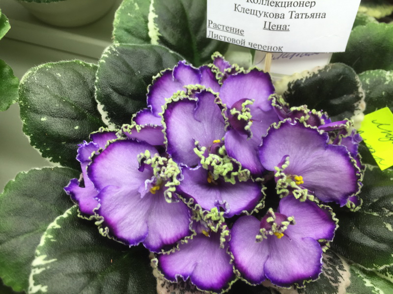 ЛЕ-Галатея,Клещукова.JPG