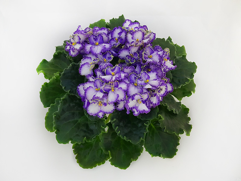 1 - Optimara EverPrecious (R. Holtkamp) - Л.Пак.jpg