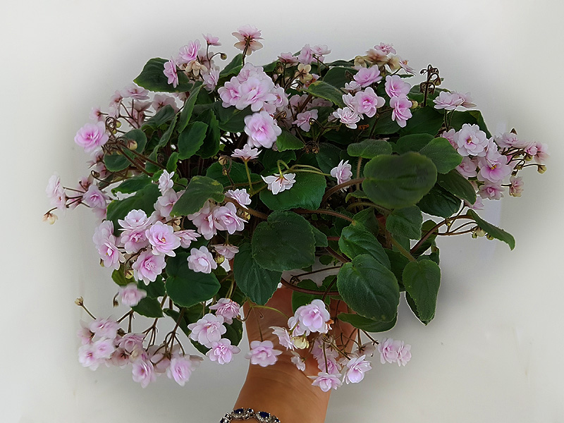 3 - Rob's Vanilla Trail (R. Robinson) - Е.Галицкая.jpg