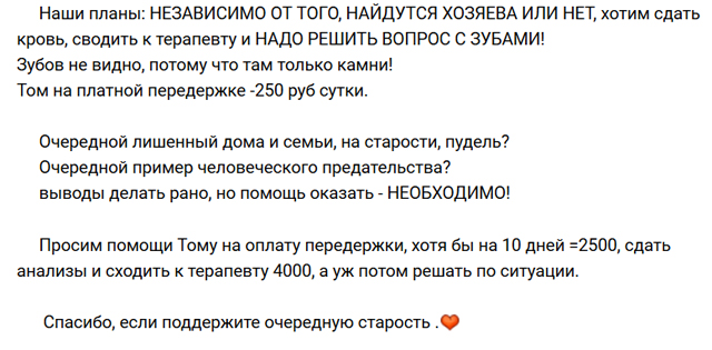 пудель 2.jpg