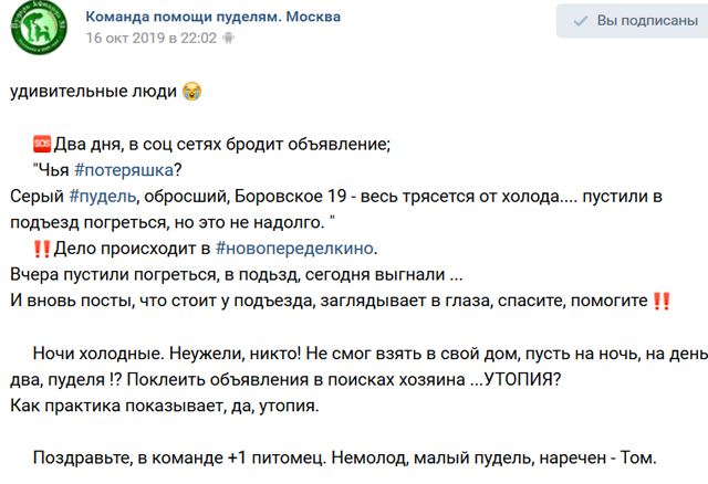 Пудель 1.jpg