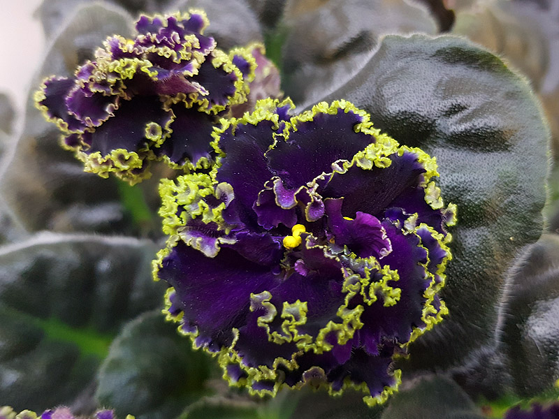 Purple Passion (Галицкая).jpg
