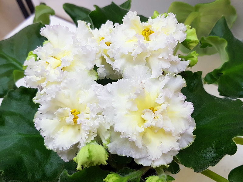 ЛЕ-Золотая Хризантема (Кособокова).jpg