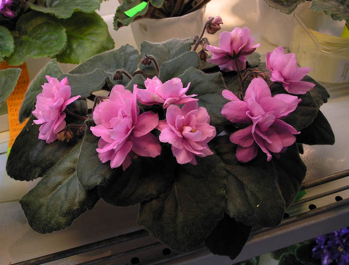 Cactus Rose
