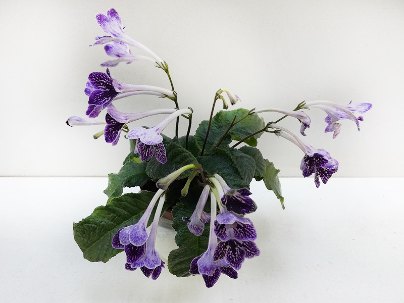 Стрептокарпус1 (Павлова).jpg