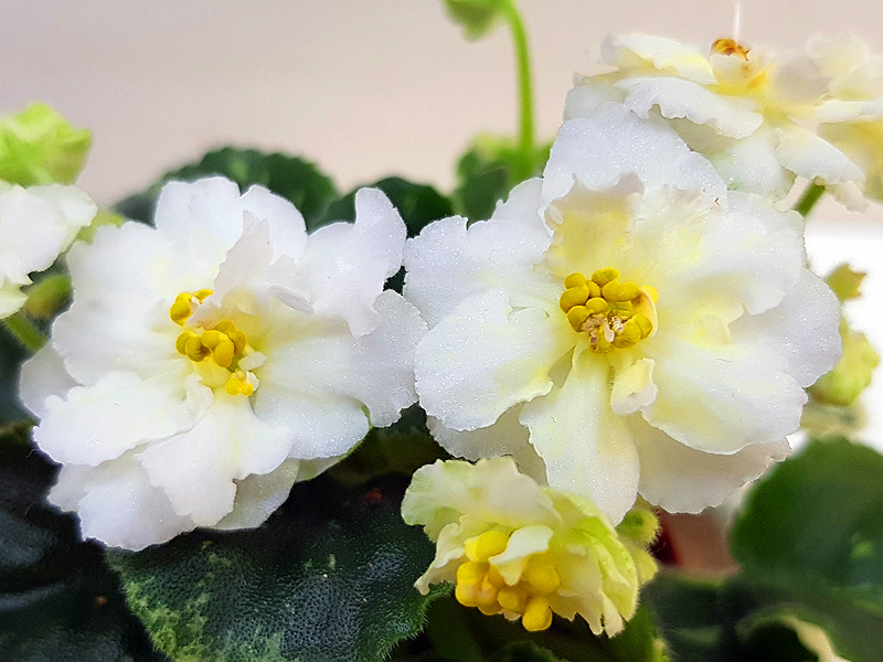 Kentucky Baby Sunshine (Клещукова).jpg