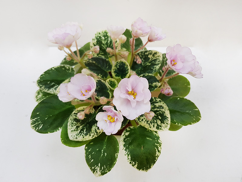 Kentucky Baby Bells (Галицкая).jpg