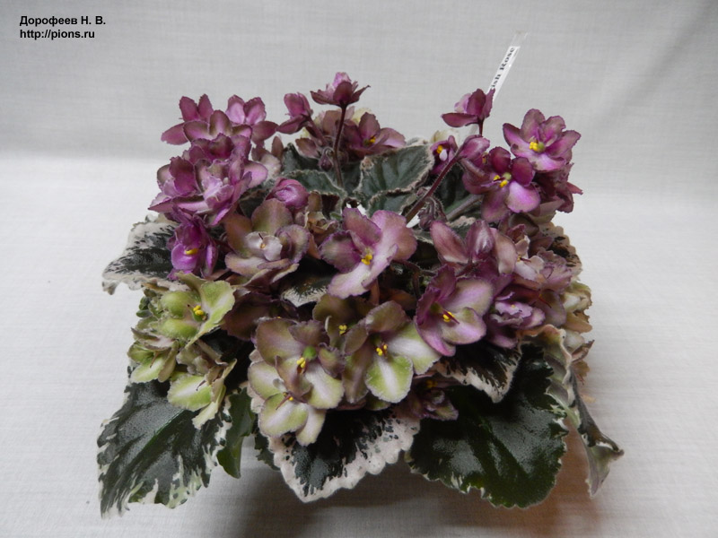 Wild Irish Rose
