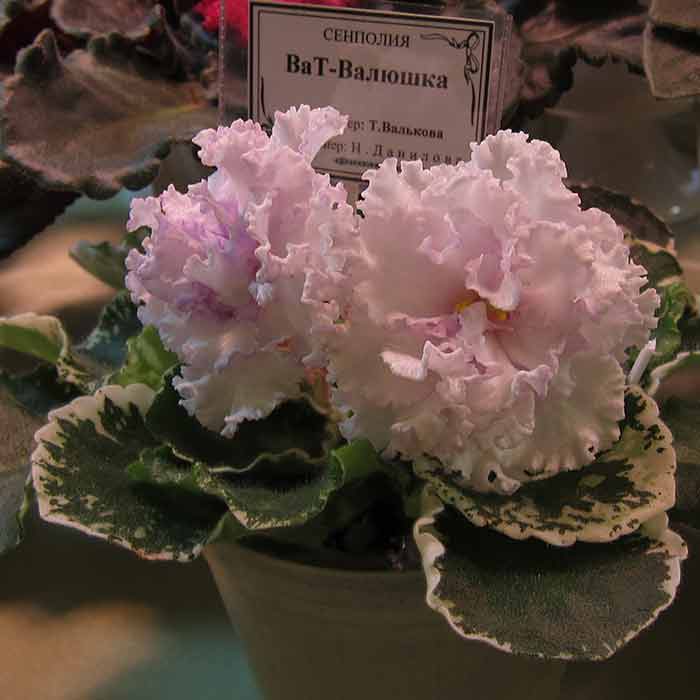IMG_6039.JPG