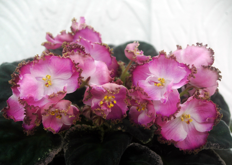 ЛЕ-Аюми.jpg