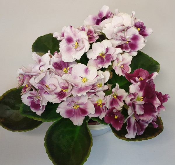 мини_Macs_Southern_Springtime.jpg