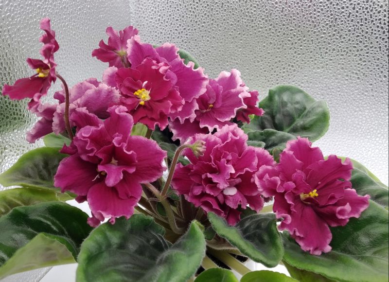 ЕК-Красавица Москвы22.JPG