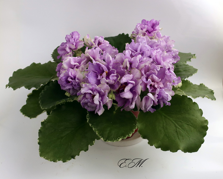 ЛЕ-Кристина.jpg