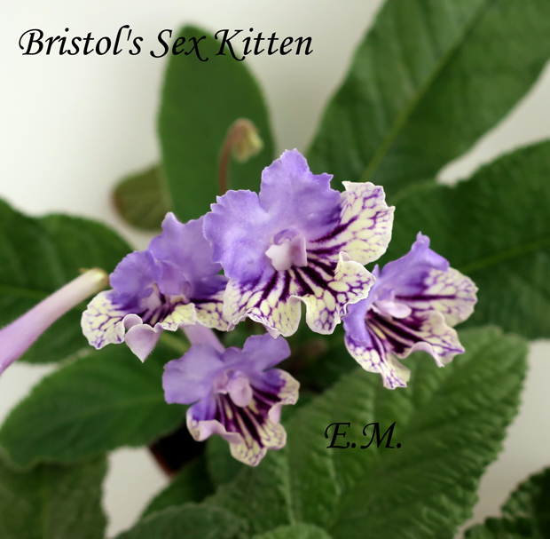 Bristol's-Sex-Kitten.jpg
