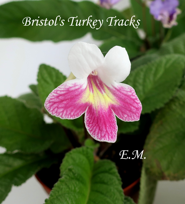 Bristol's-Turkey-Tracks.jpg