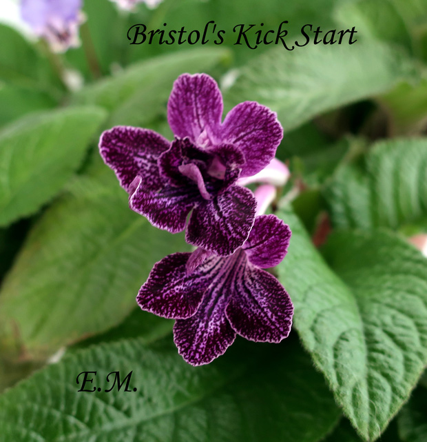 Bristol's-Kick-Start.jpg