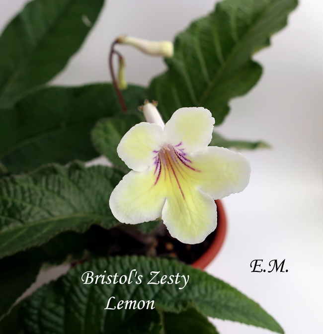 Bristol's-Zesty-Lemon.jpg