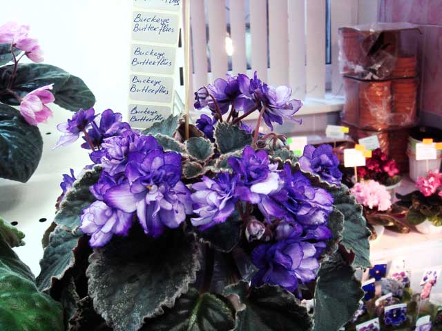 Buckeye-Butterflies.jpg