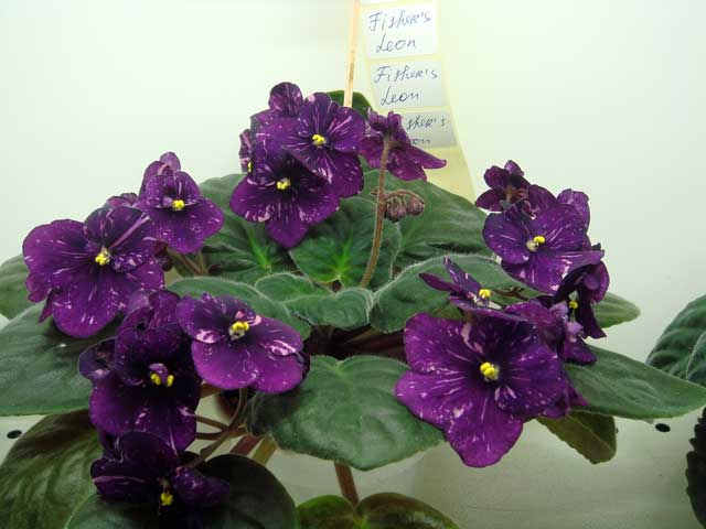 Fisher's-Leone.jpg